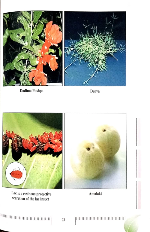 Simple Remedies For Common Maladies